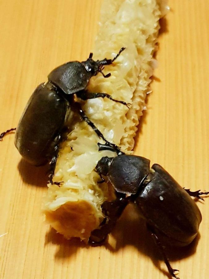 三仙台小月光民宿 成功镇 外观 照片